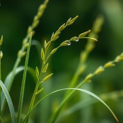 Skrzyp polny na włosy: jak działa i jakie ma korzyści?
