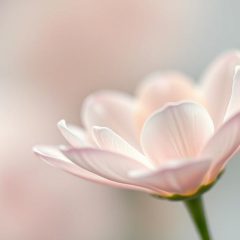 Delikatna uroda: cechy, pielęgnacja i wpływ stylu życia