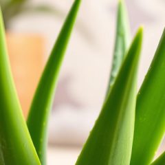 Aloes: jak nawilża i wysusza różne typy skóry?
