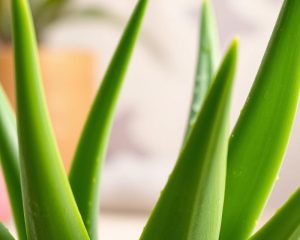 Aloes: jak nawilża i wysusza różne typy skóry?