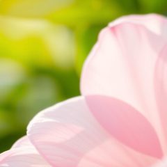 Podrażnienia po goleniu bikini – objawy, przyczyny i zalecenia