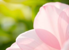 Podrażnienia po goleniu bikini – objawy, przyczyny i zalecenia