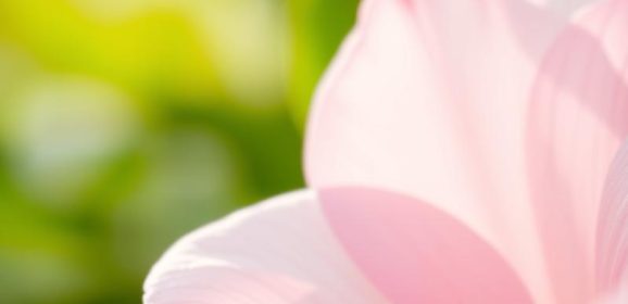 Podrażnienia po goleniu bikini – objawy, przyczyny i zalecenia