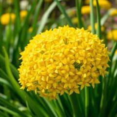 Czosnek żółty – zdrowotne właściwości i zastosowanie w suplementacji