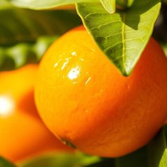 Kumkwat: właściwości zdrowotne, wartości odżywcze i korzyści zdrowotne